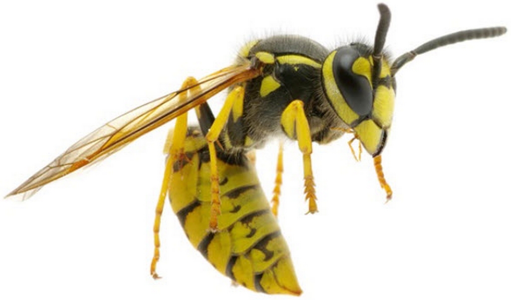 Guepe jaune
